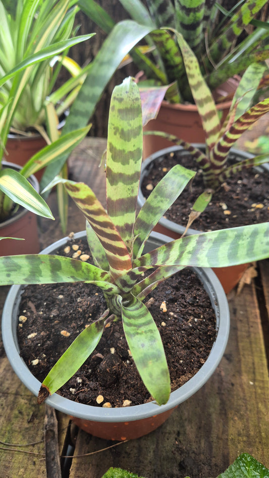 Bromelia vriesea