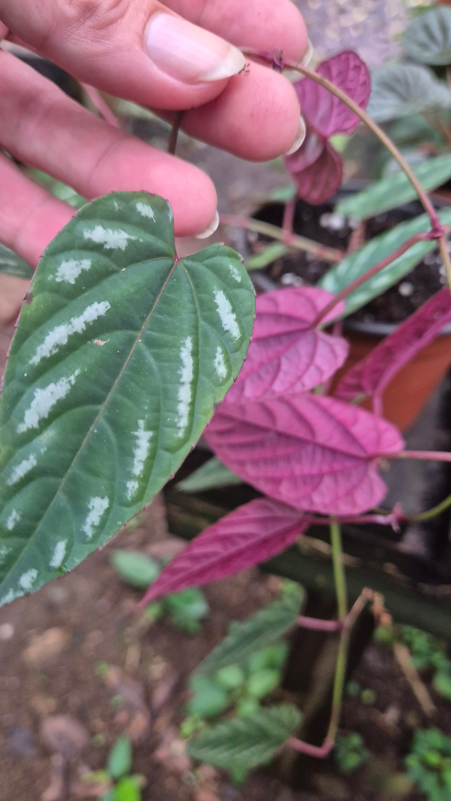 Cissus discolor