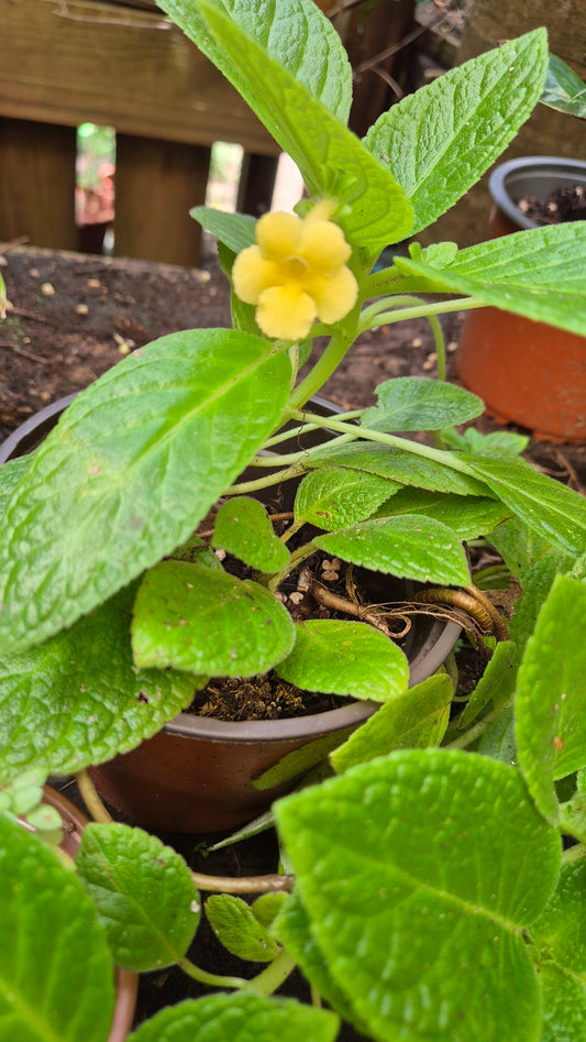Episcia