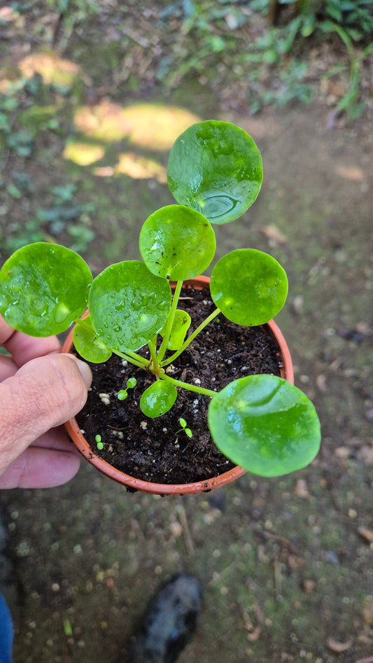 Pilea Peperomioides