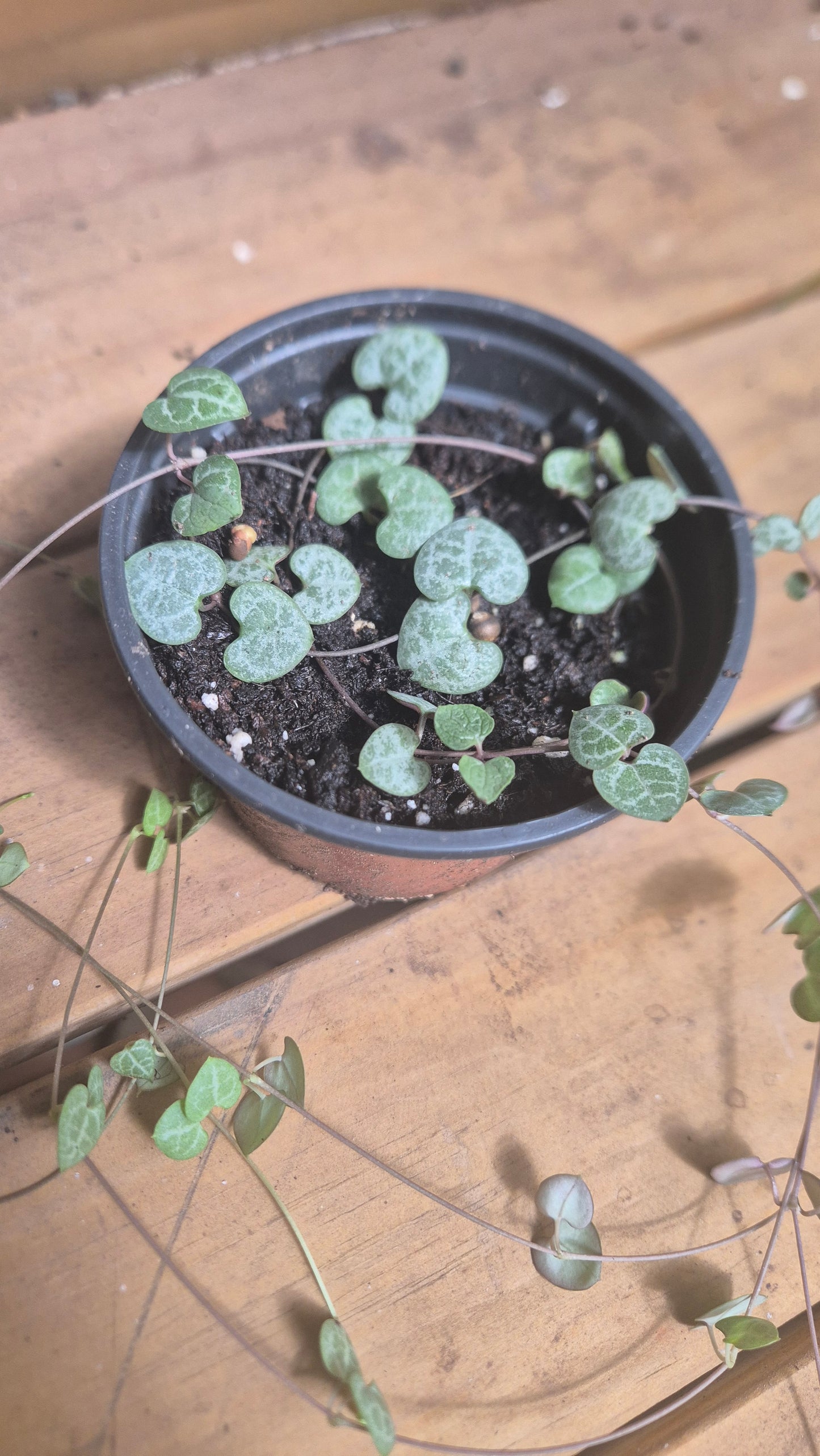 Ceropegia