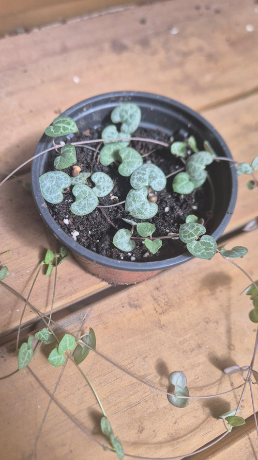 Ceropegia