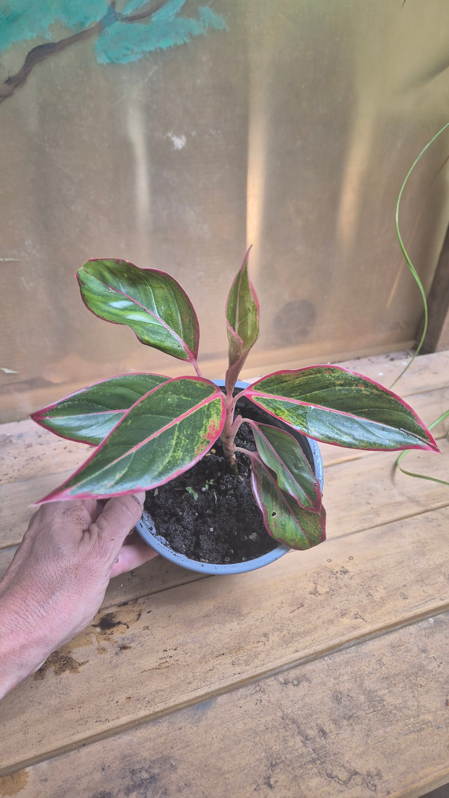 Aglaonema