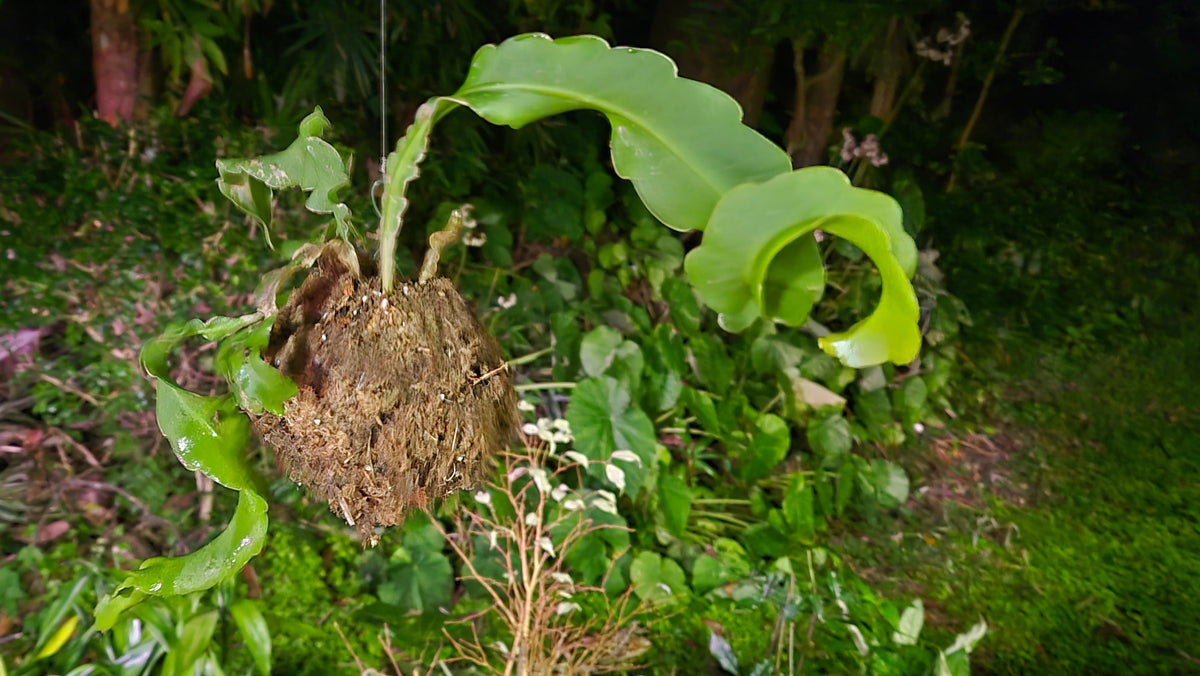 Kokedama épiphyllum monstrosa