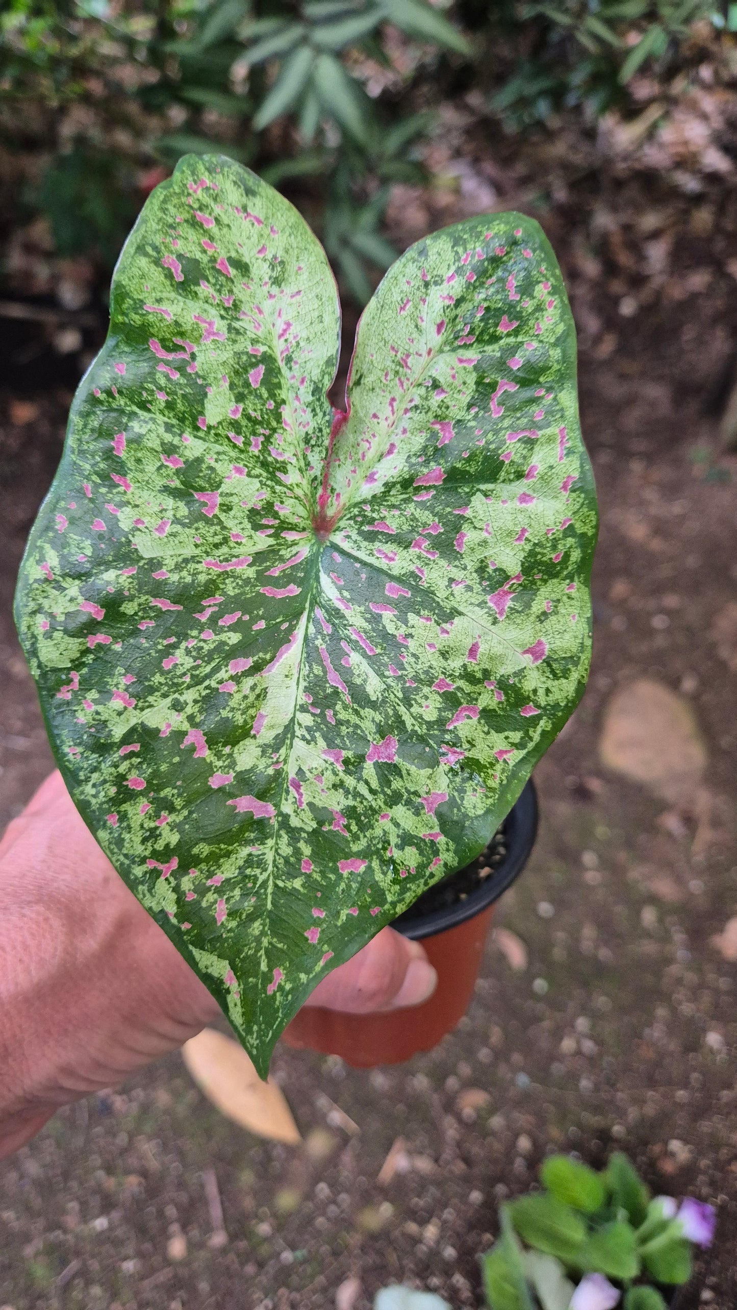 Caladium
