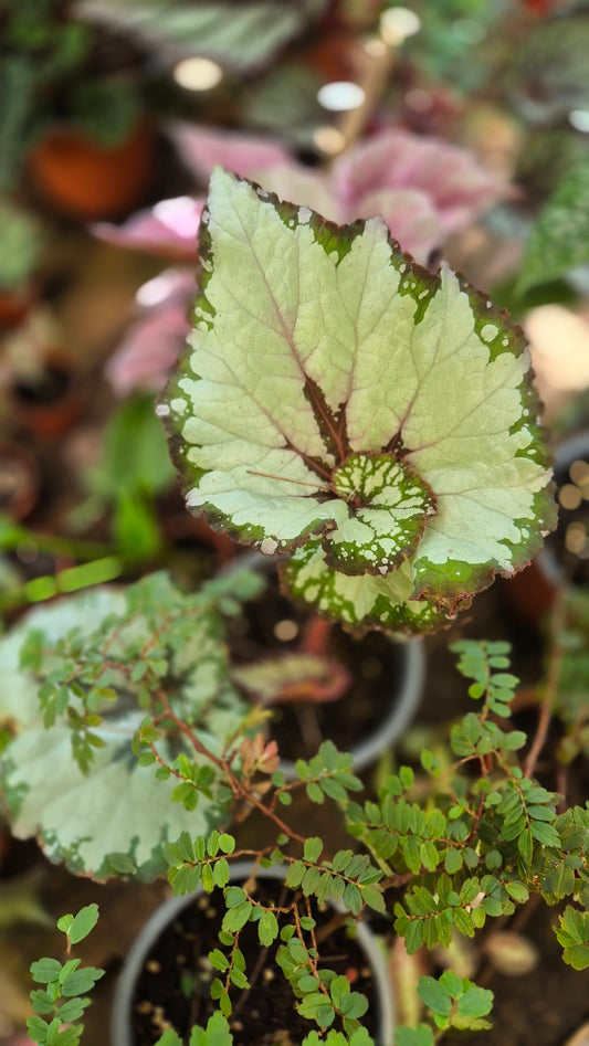 Bégonia Rex hybride