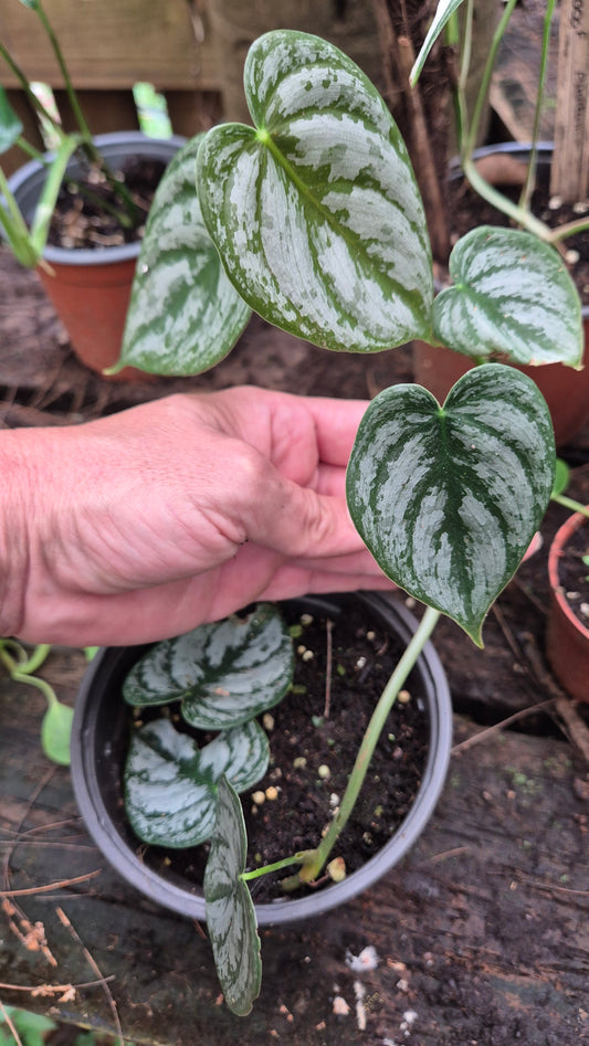 Philodendron brandtianum