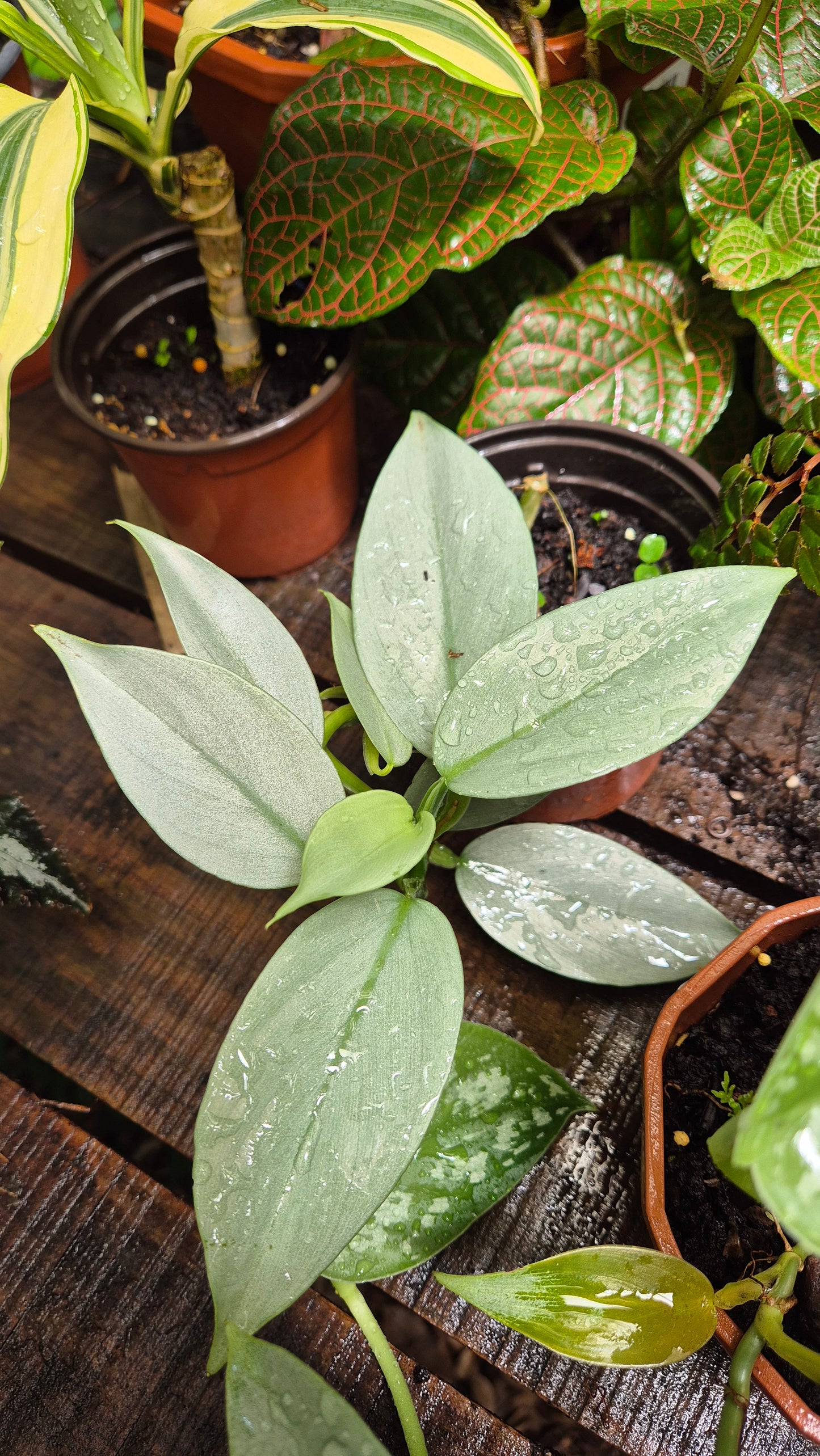 Philodendron épée d'argent