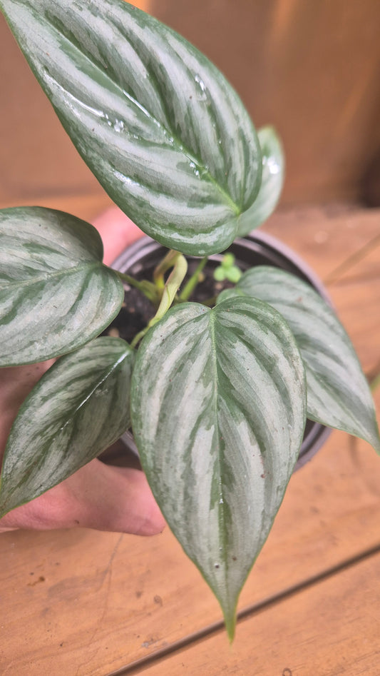 Philodendron