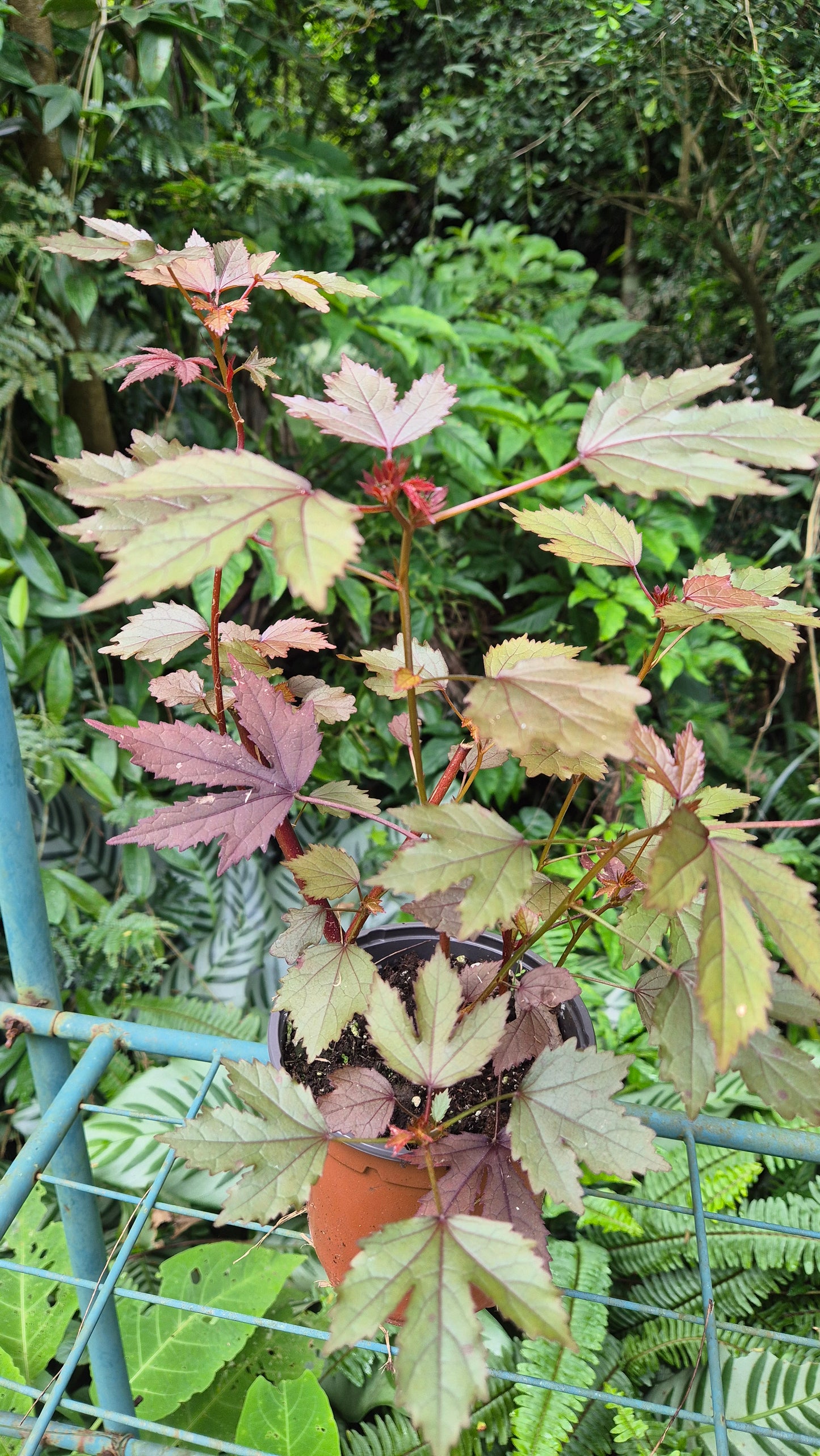 Hibiscus 🌺 cannabinus pourpre