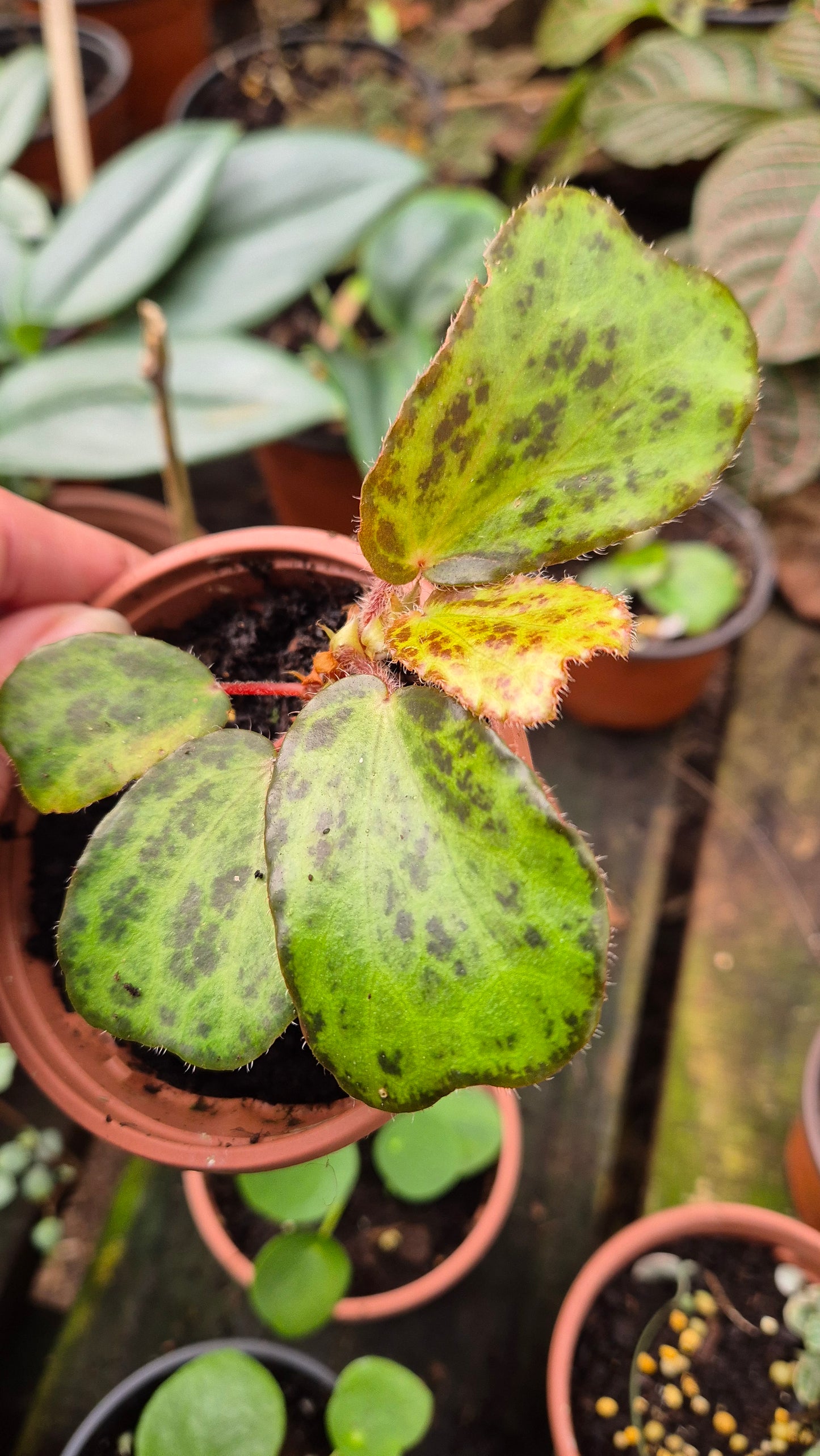 Bégonia Blancii tacheté