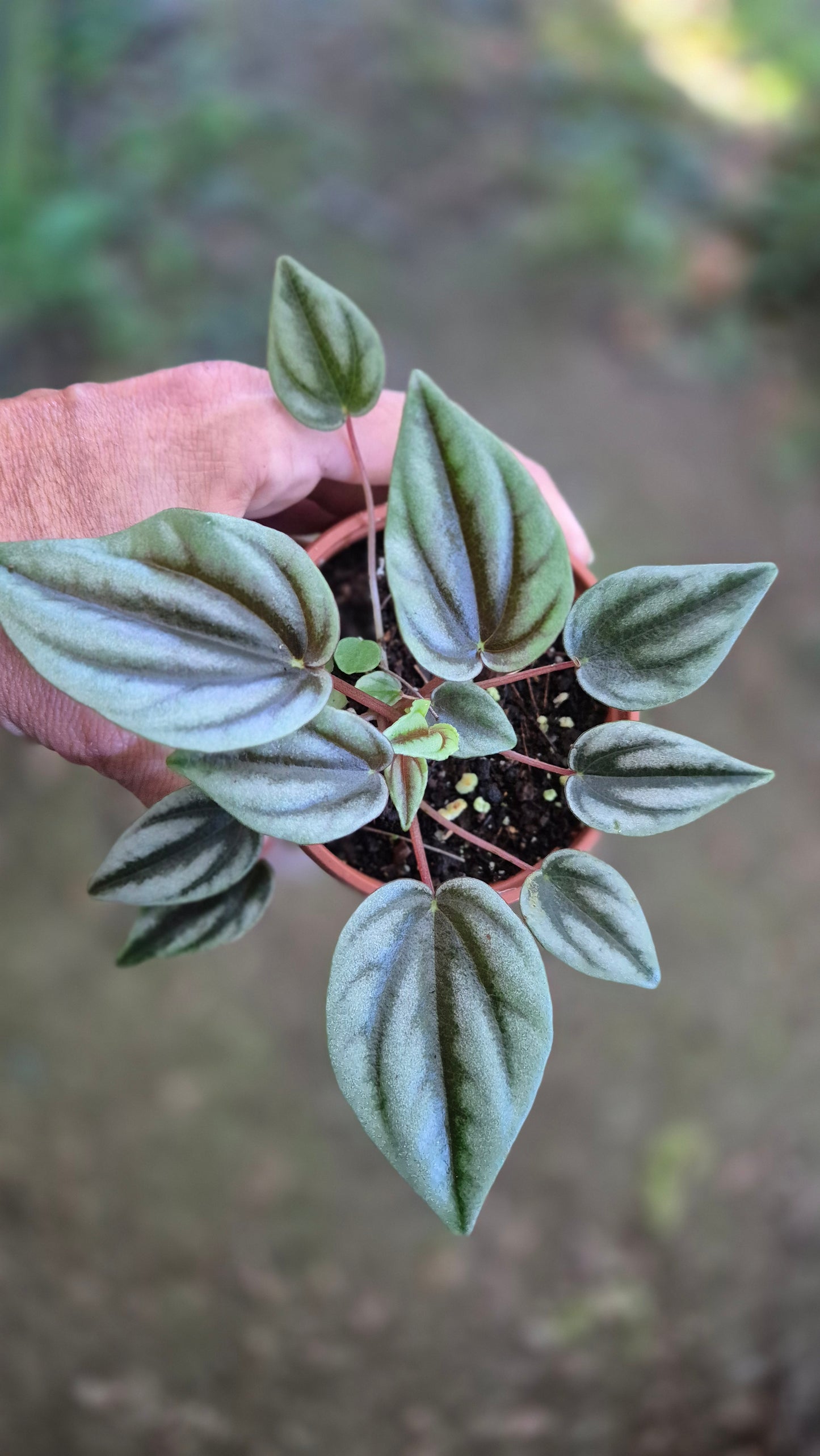 Peperomia