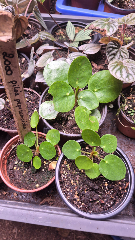 Pilea Peperomioides
