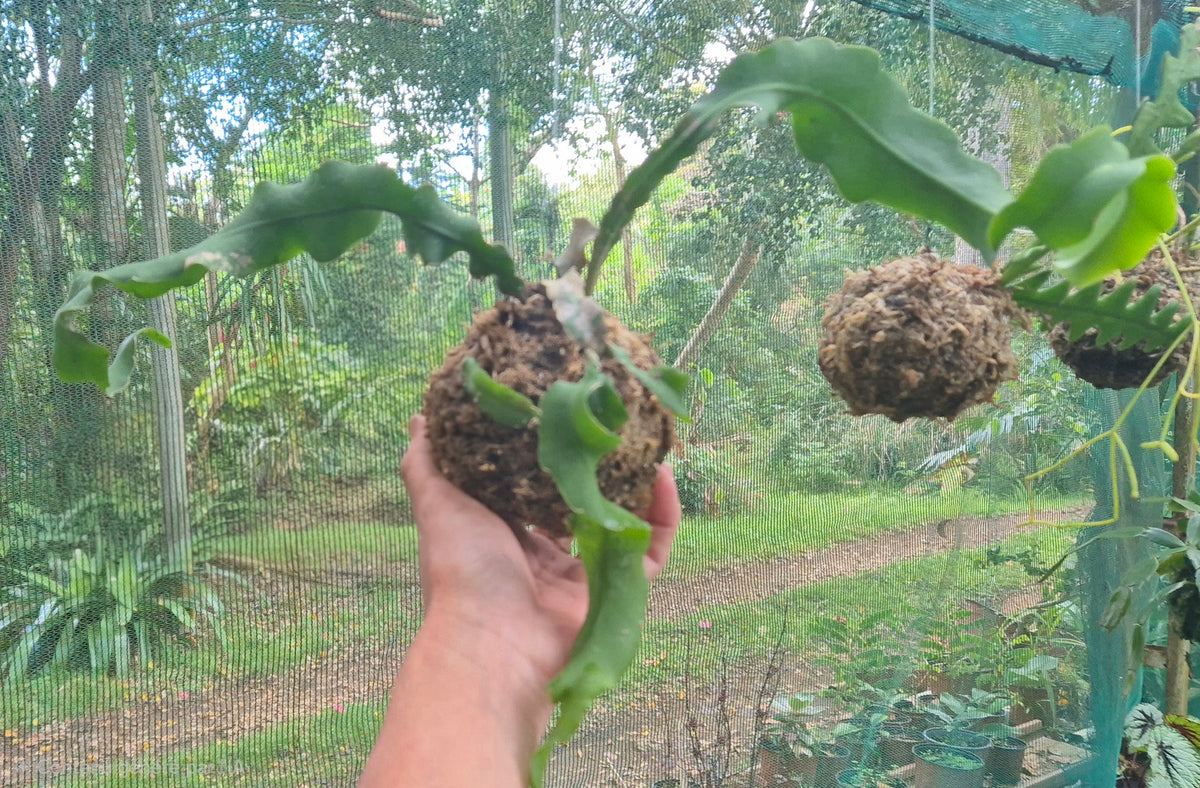 Kokedama épiphyllum monstrosa