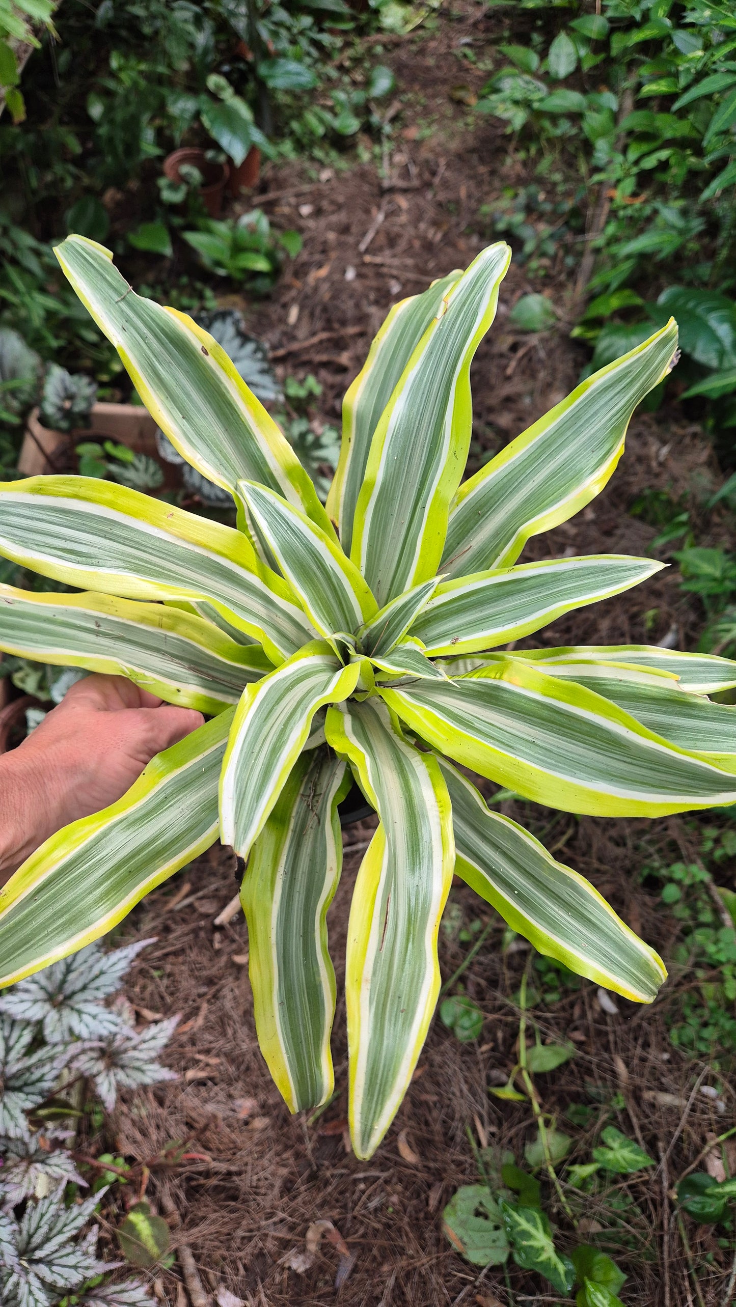 Dracena fragrance