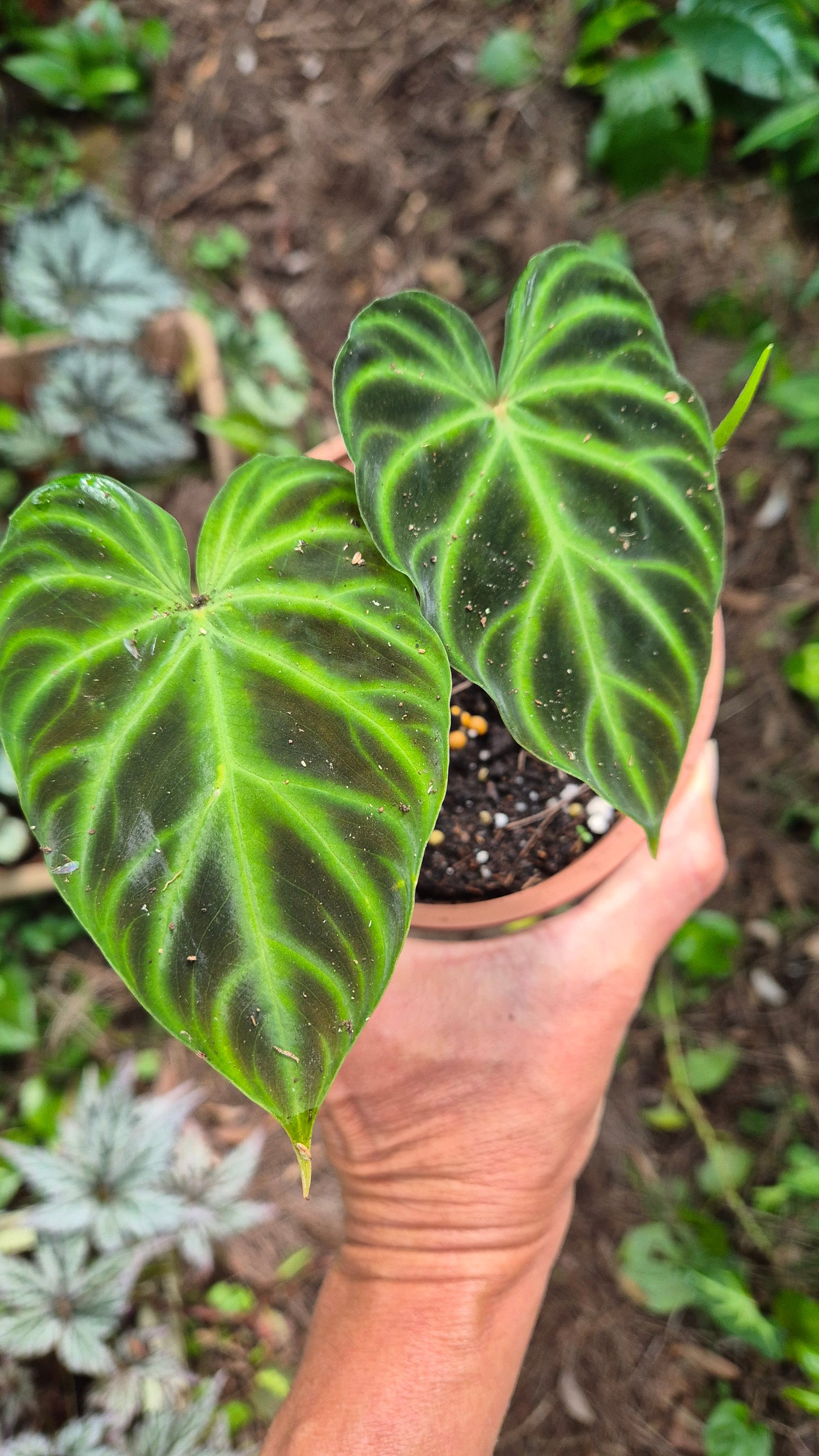 Philodendron verrecosum
