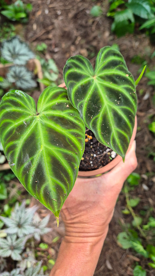 Philodendron verrecosum