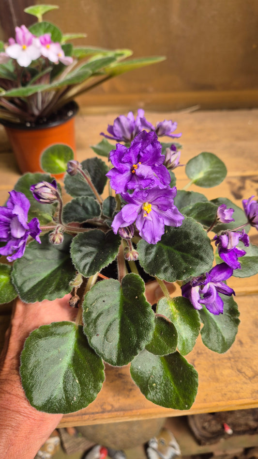 Saintpaulia dégradé mauve