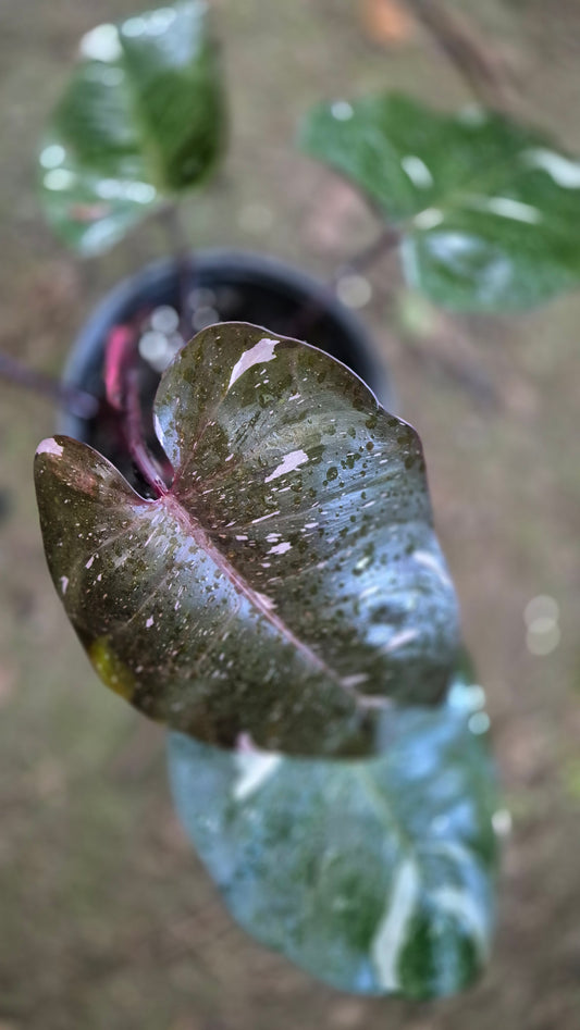 Philodendron red anderson