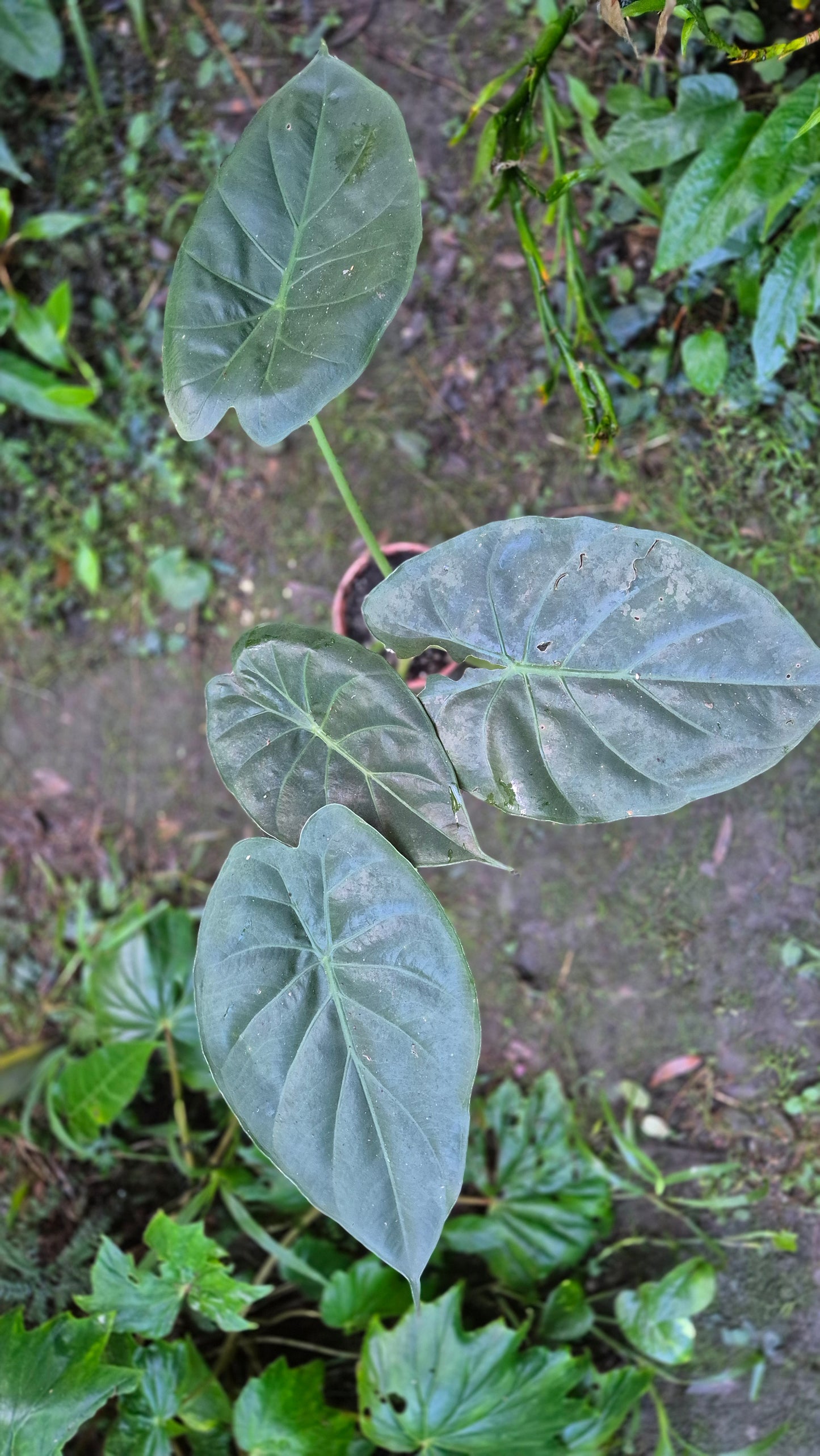 Alocasia