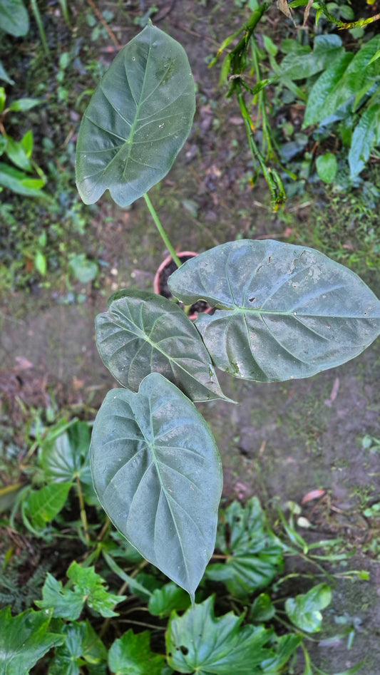 Alocasia