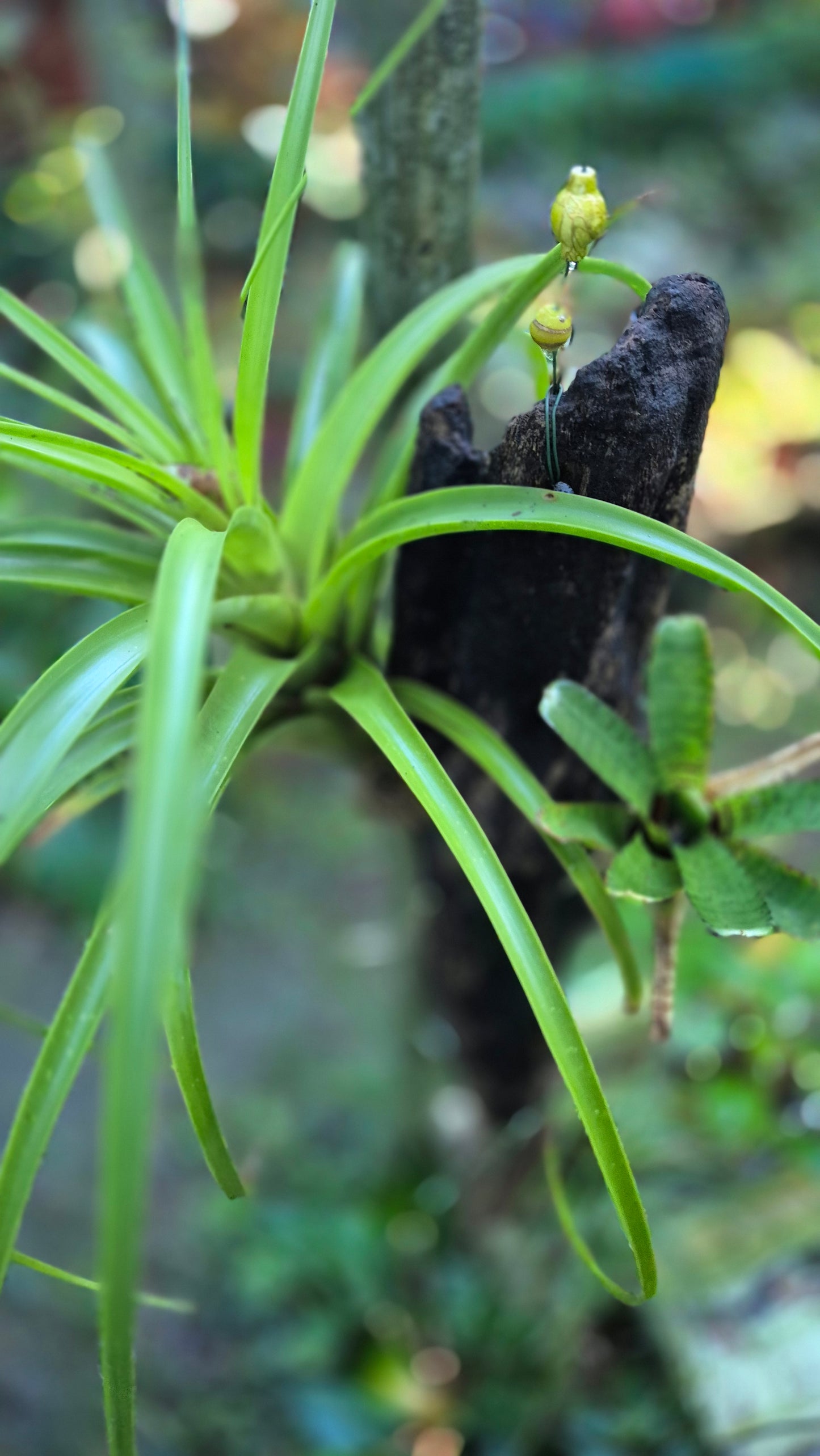 Tillandsias composition