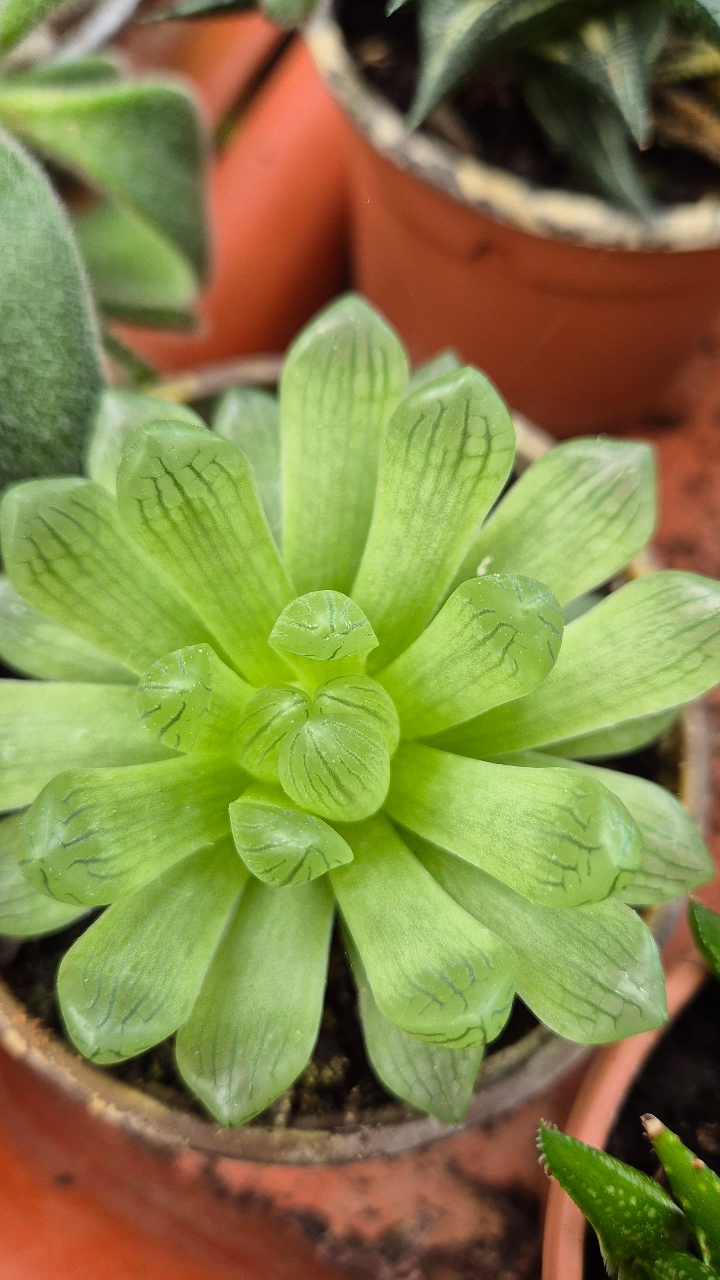 Haworthia cooperi