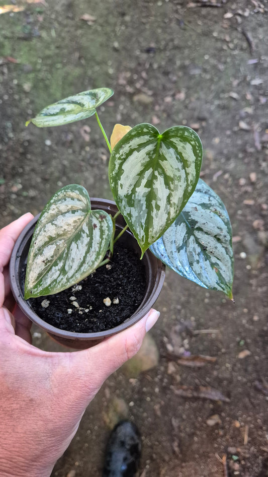 Philodendron brandtianum