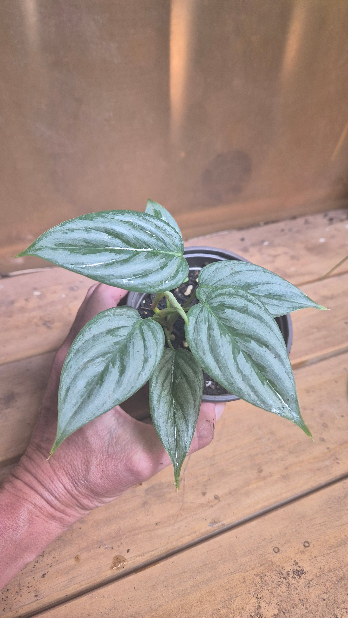 Philodendron