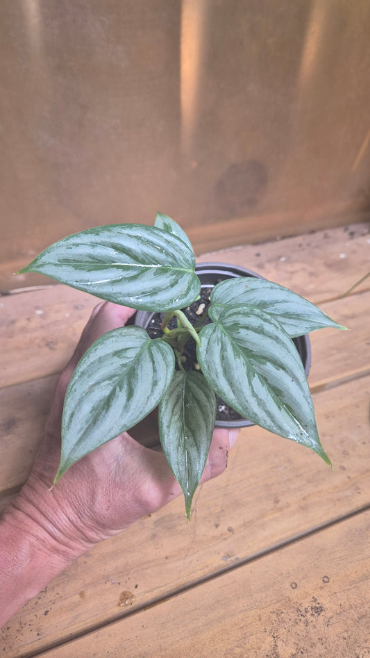 Philodendron