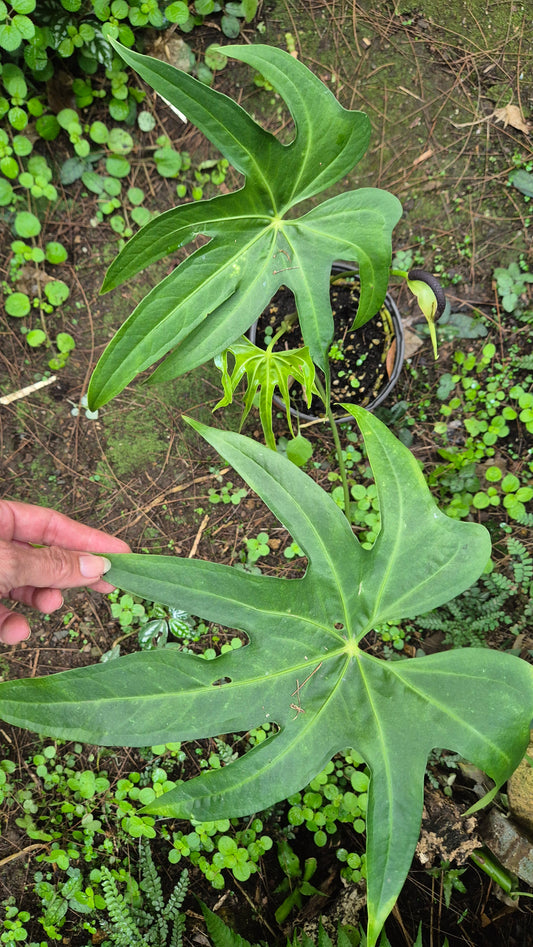 Anthurium feuille