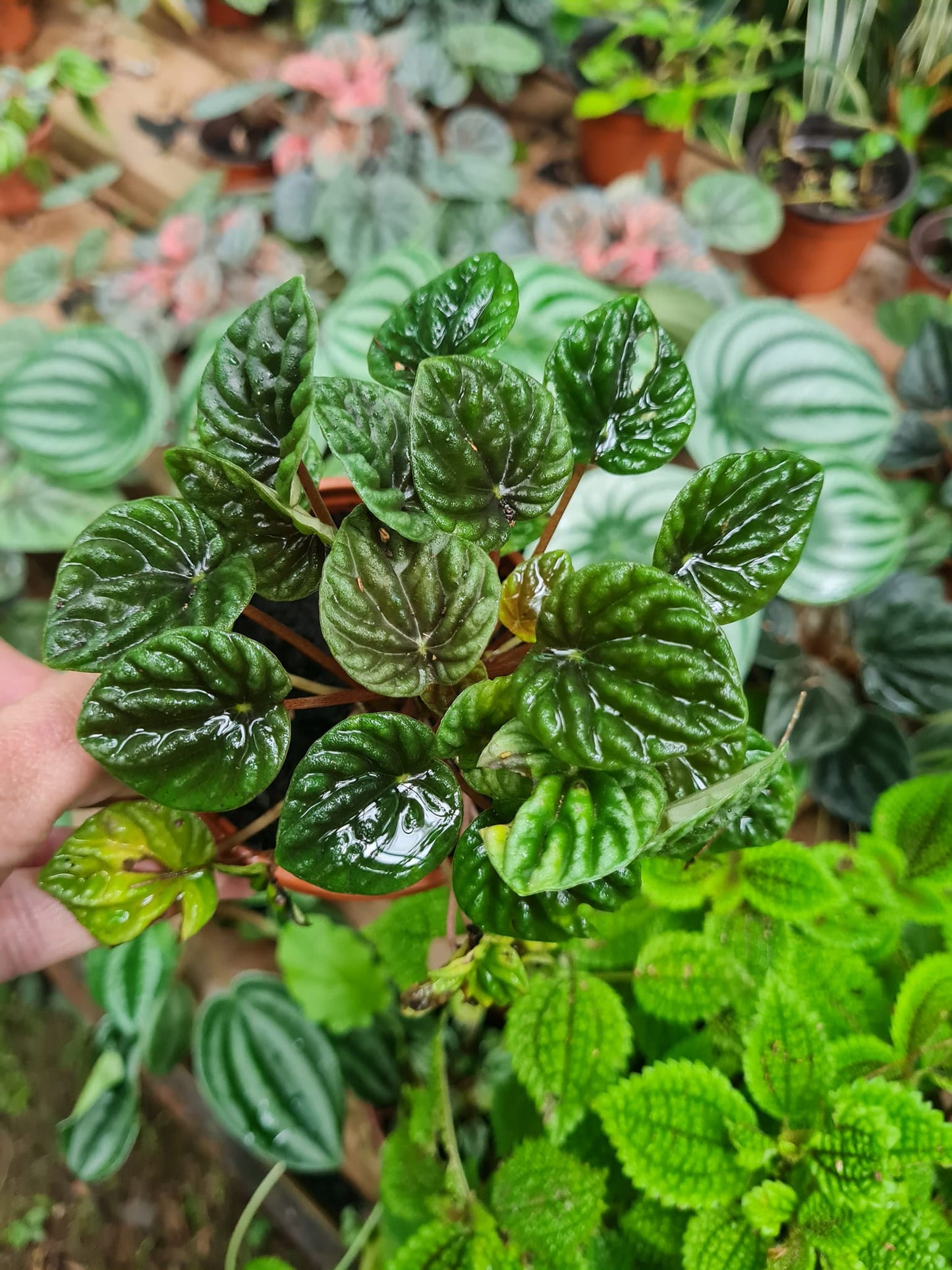 Peperomia carperata vert