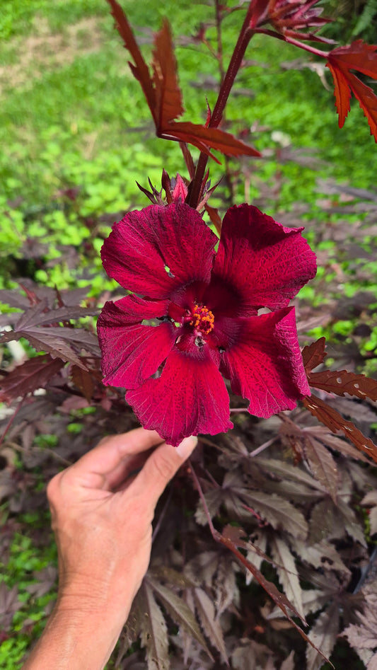 Hibiscus 🌺 cannabinus pourpre