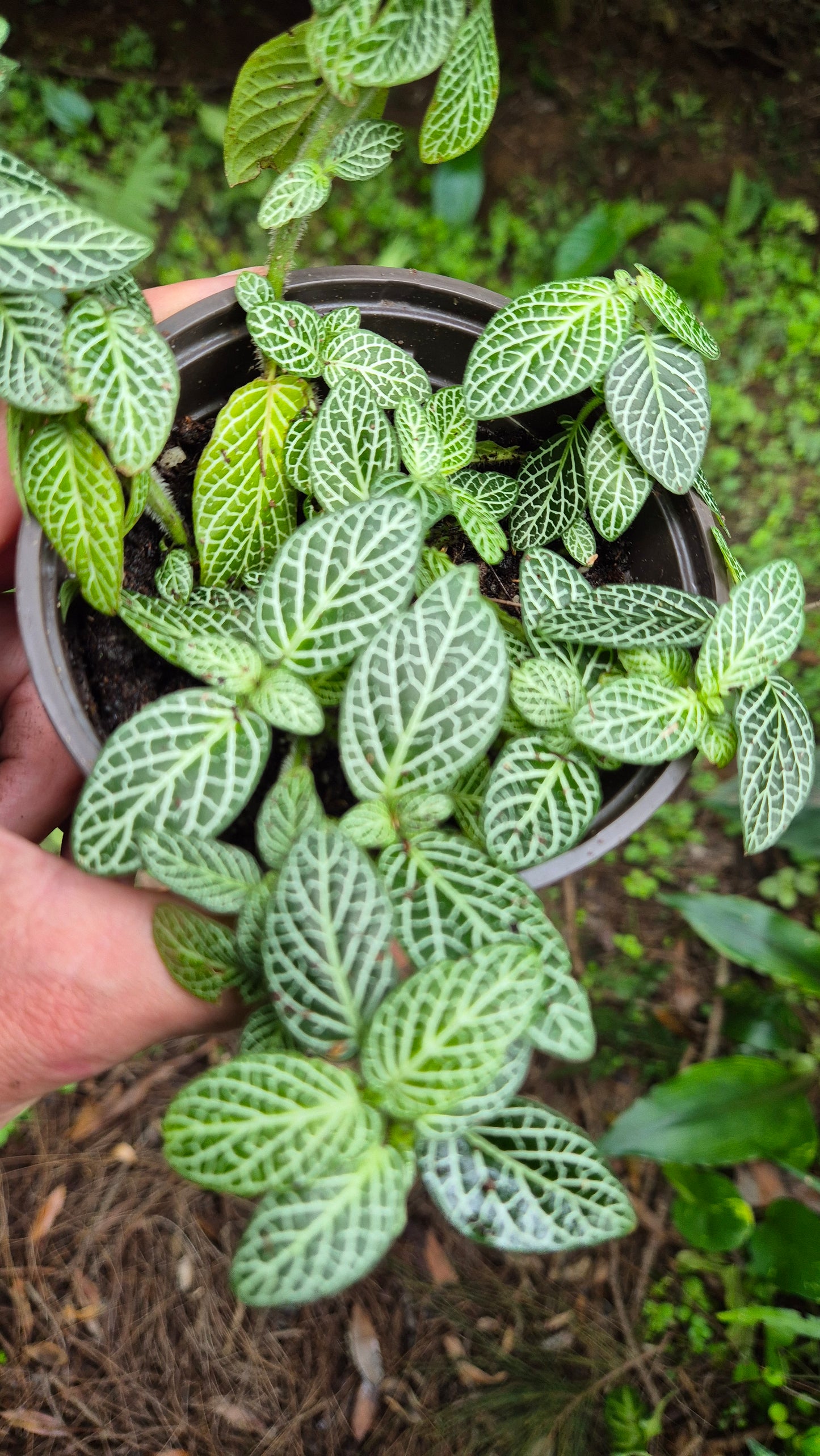 Fittonia Albivenis