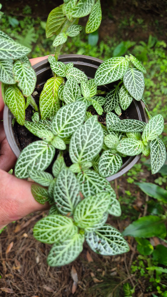 Fittonia Albivenis