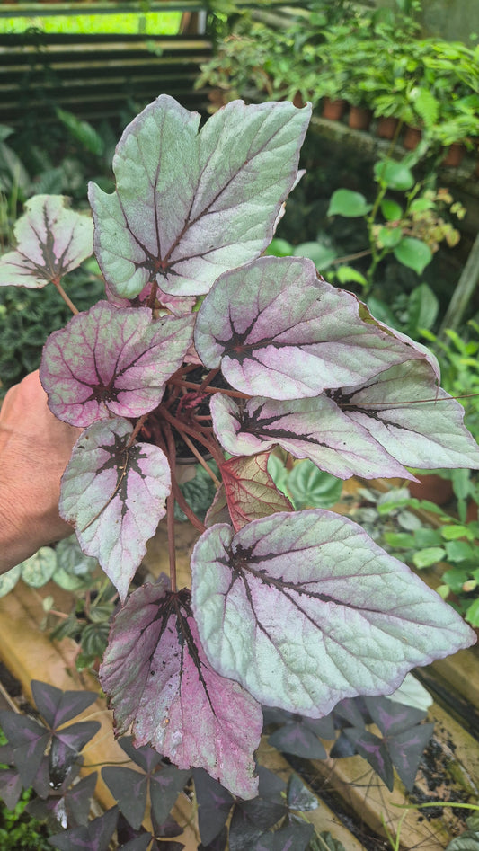 Bégonia