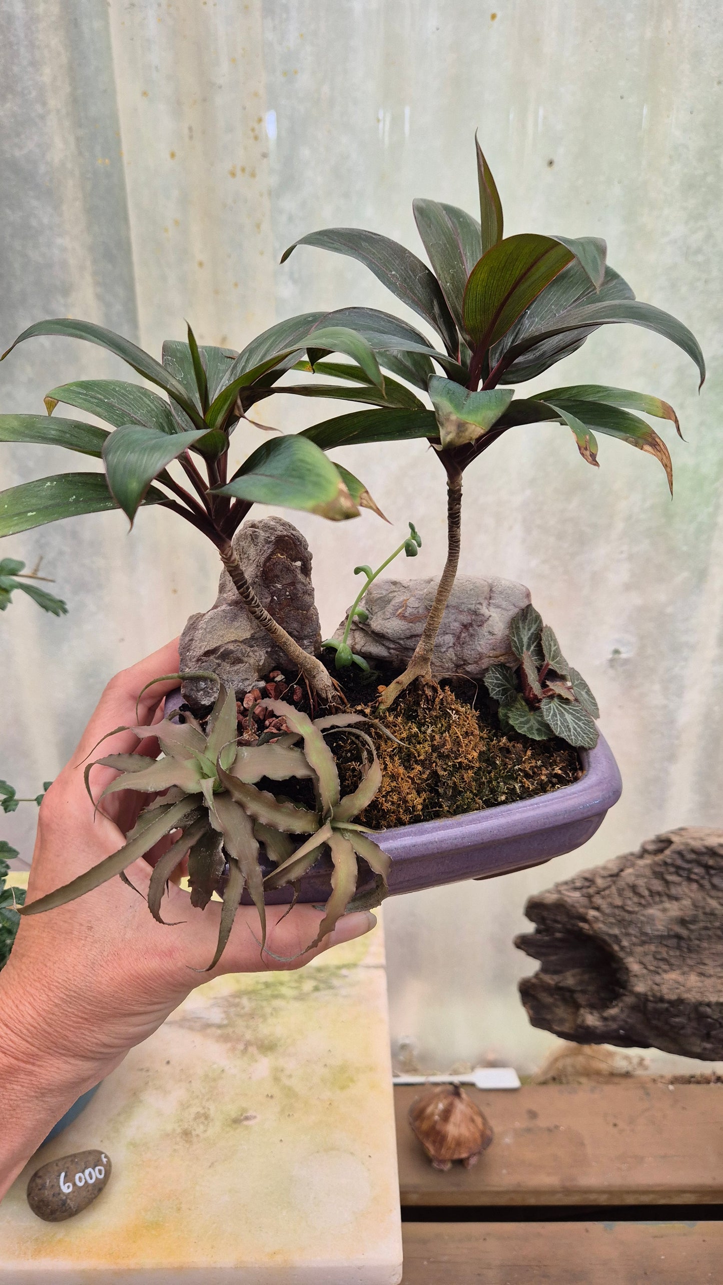 Jardin miniature cordyline