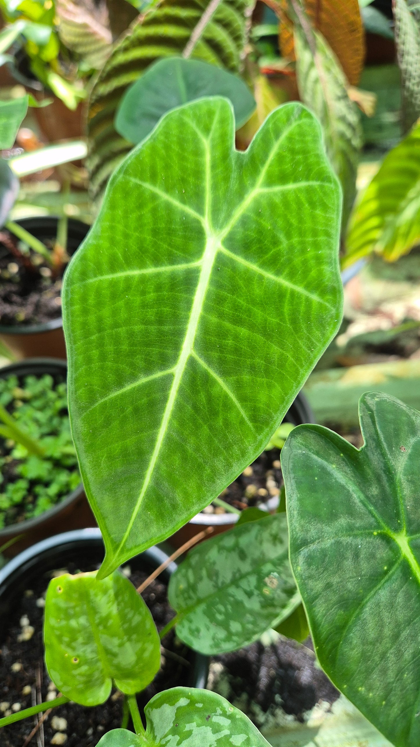 Alocasia frydeck