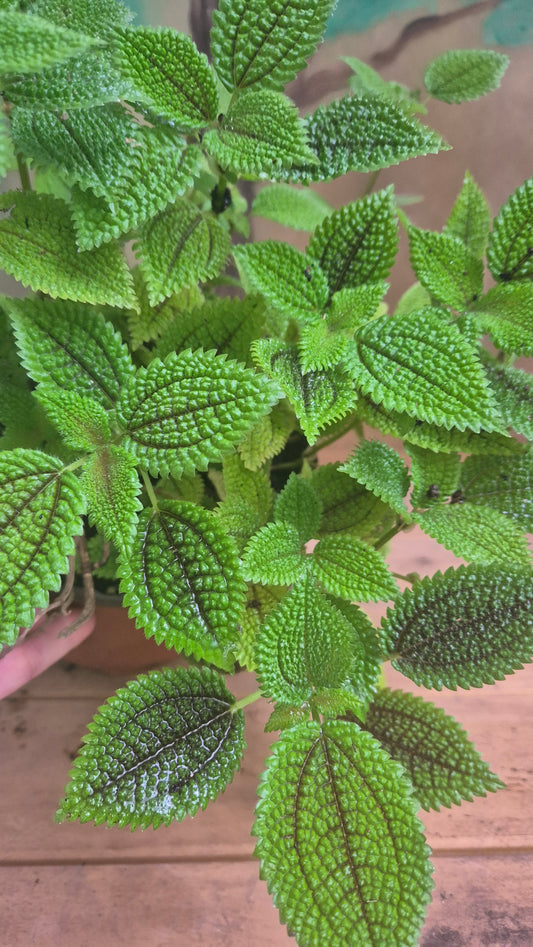 Pilea mollis