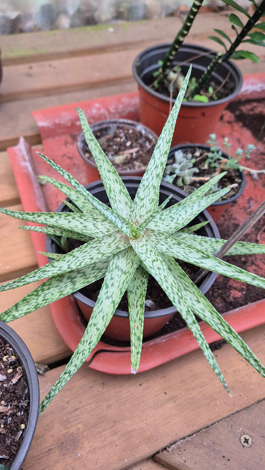 Aloès snowflake