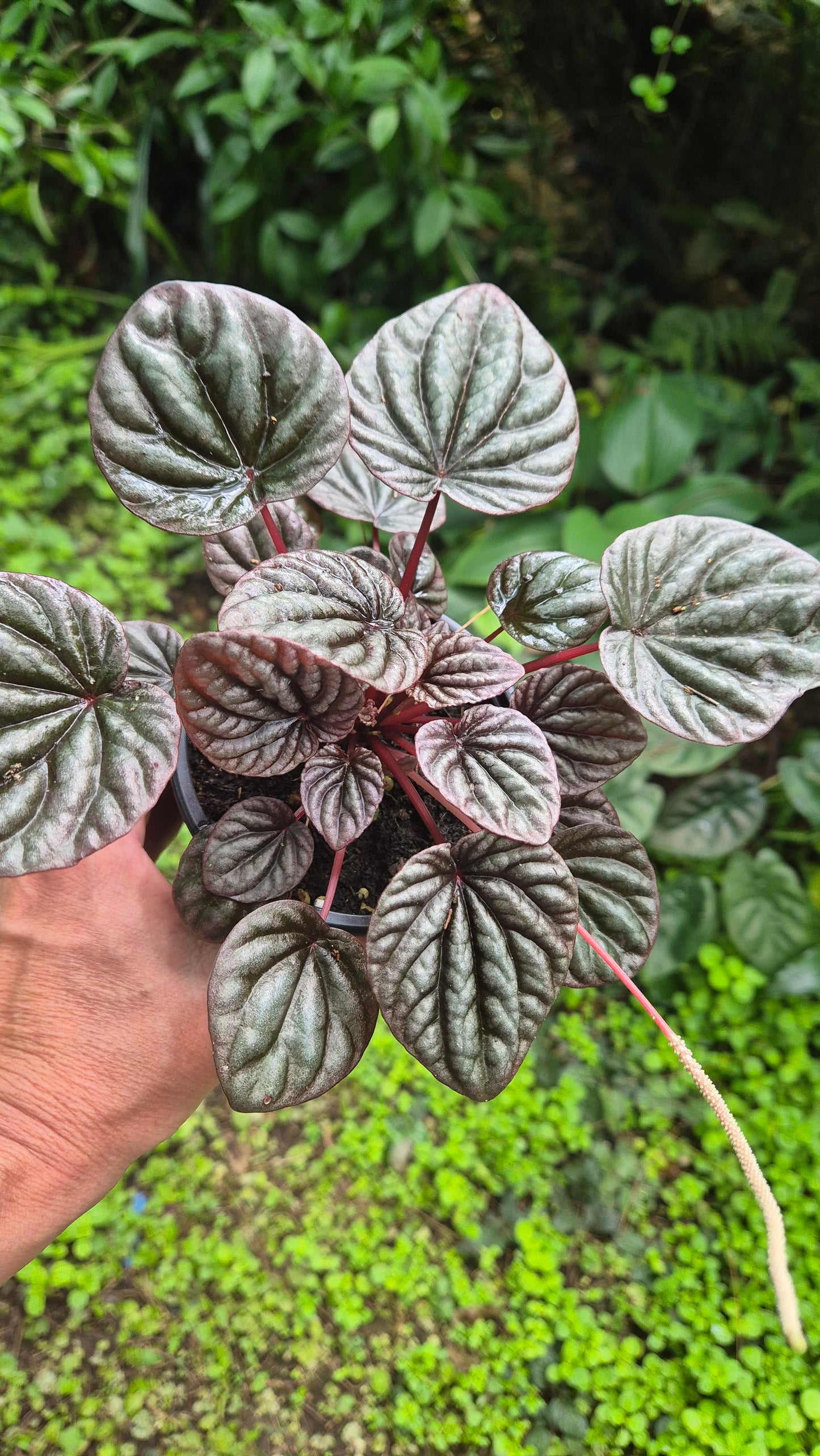 Peperomia carperata bordeaux