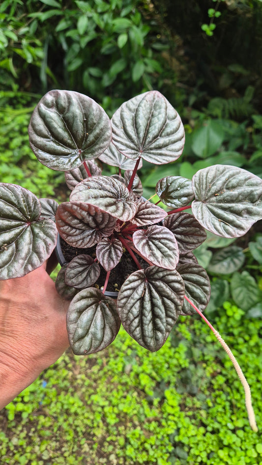 Peperomia carperata bordeaux