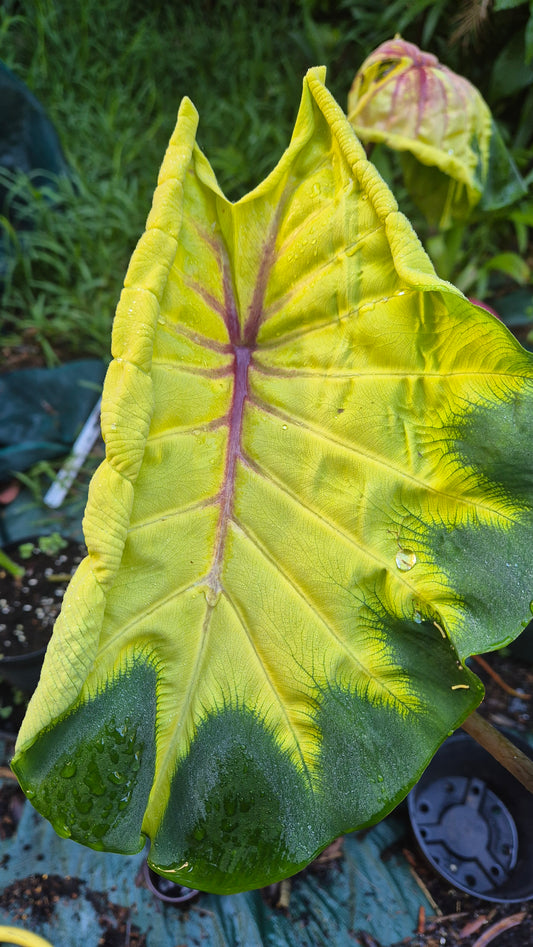 Colocasia esculenta Scott