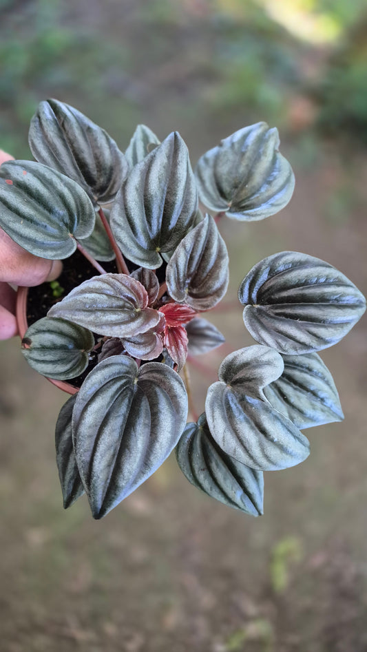 Peperomia