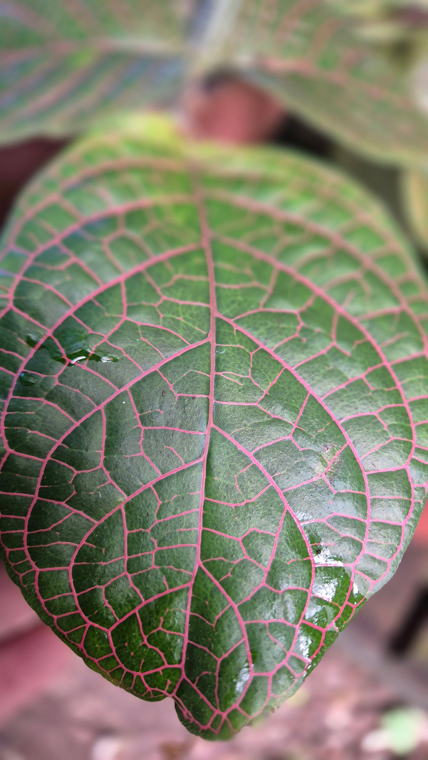 Fittonia gigantea