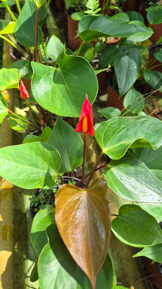 Anthurium nain fleur rouge