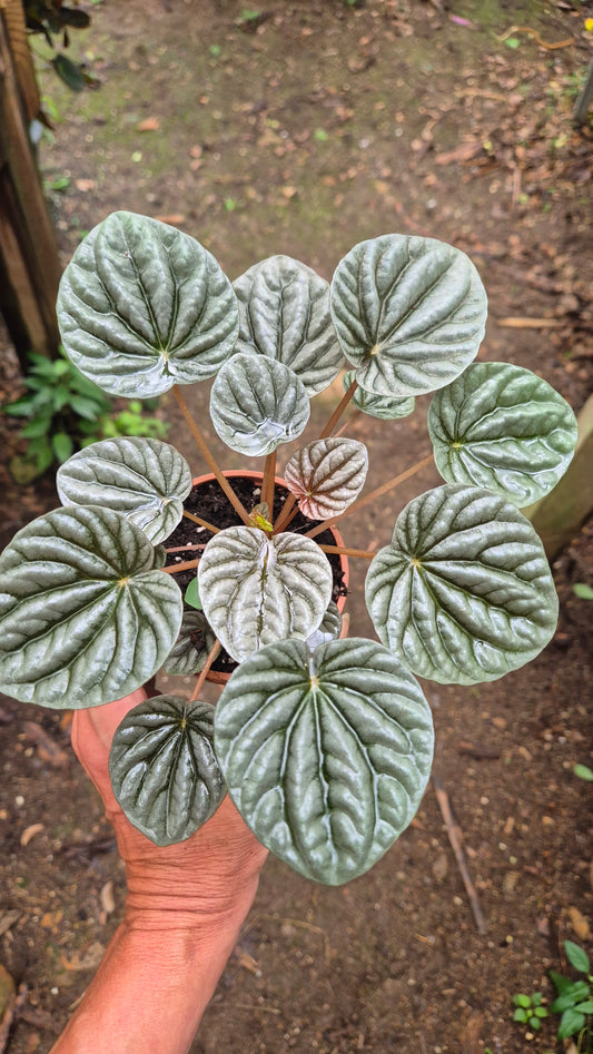 Peperomia carperata gris