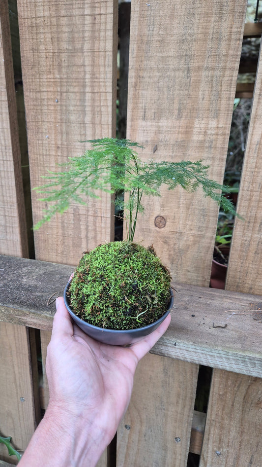 Kokedama asparagus plumeria