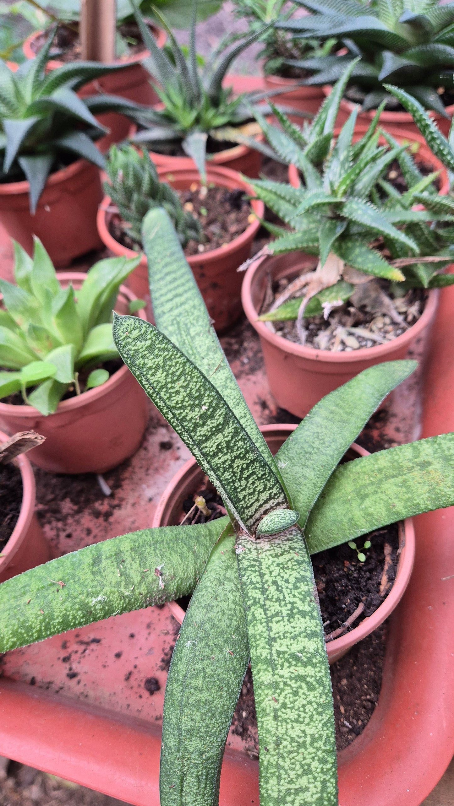 Gasteria