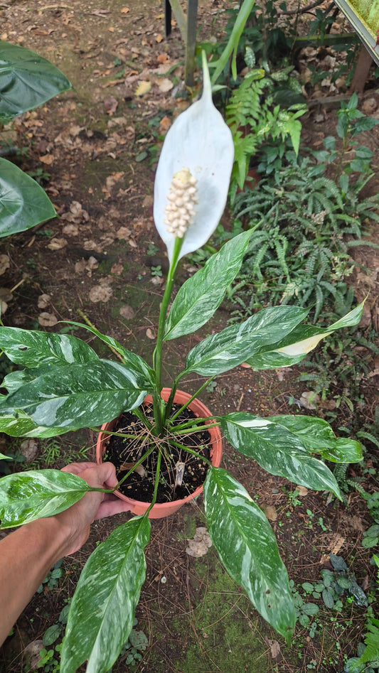 Spathiphyllum panaché